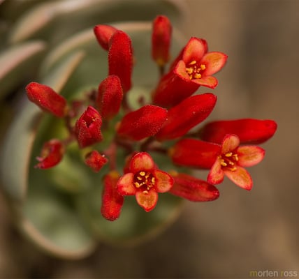 Photo 1 of Kalanchoe spp.