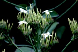 Photo 9 of Kalanchoe spp.