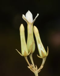 Photo 8 of Kalanchoe spp.