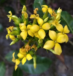 Photo 4 of Kalanchoe spp.