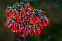 Photo 6 of Kalanchoe spp.