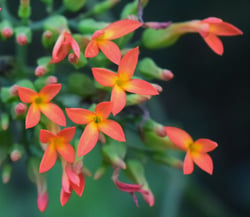 Photo 5 of Kalanchoe spp.