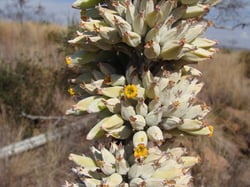 Photo 3 of Kalanchoe spp.