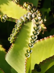 Photo 7 of Kalanchoe spp.