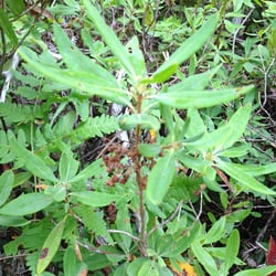 Photo 3 of Kalmia angustifolia
