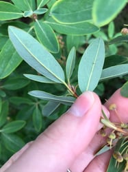 Photo 5 of Kalmia angustifolia