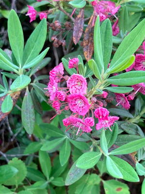 Photo 1 of Kalmia angustifolia