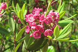 Photo 4 of Kalmia angustifolia