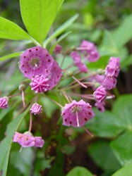 Photo 2 of Kalmia angustifolia