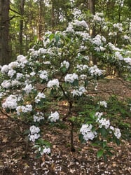 Photo 2 of Kalmia latifolia