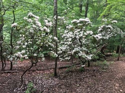 Photo 3 of Kalmia latifolia