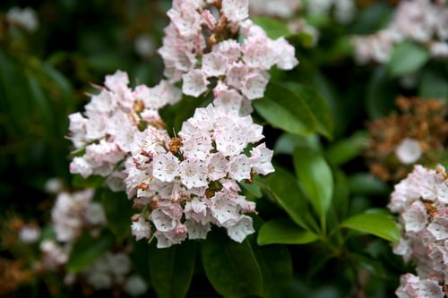 Photo 1 of Kalmia latifolia