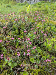 Photo 3 of Kalmia polifolia