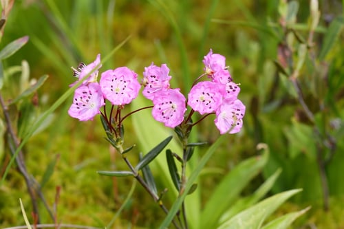 Photo 1 of Kalmia polifolia