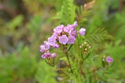 Photo 2 of Kalmia polifolia