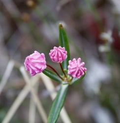 Photo 7 of Kalmia spp.