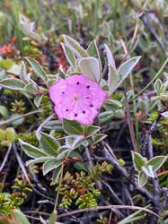 Photo 6 of Kalmia spp.