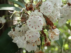Photo 5 of Kalmia spp.