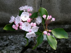 Photo 2 of Kalmia spp.