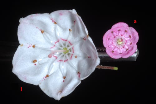 Photo 1 of Kalmia spp.