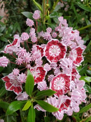 Photo 8 of Kalmia spp.