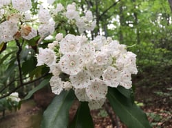 Photo 3 of Kalmia spp.