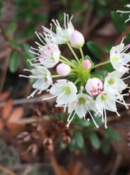 Photo 4 of Kalmia spp.