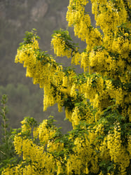 Photo 3 of Laburnum spp.