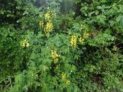 Photo 8 of Laburnum spp.
