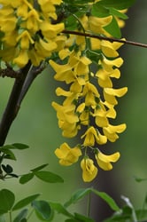 Photo 4 of Laburnum spp.