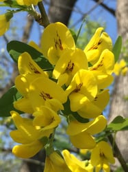 Photo 2 of Laburnum spp.