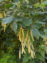 Photo 5 of Laburnum spp.