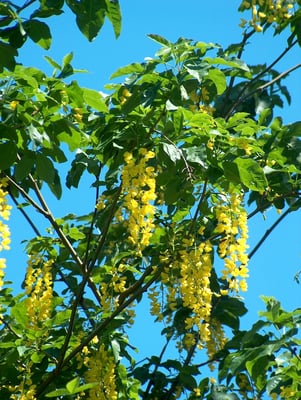 Photo 1 of Laburnum spp.