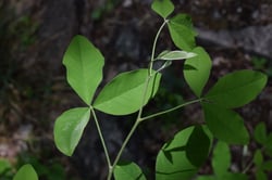 Photo 7 of Laburnum spp.