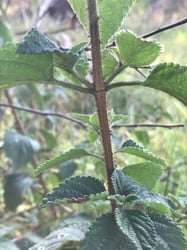 Photo 8 of Lantana camara