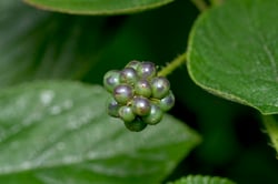 Photo 3 of Lantana camara