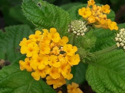 Photo 4 of Lantana camara
