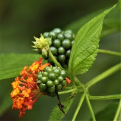 Photo 2 of Lantana camara