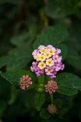 Photo 6 of Lantana camara