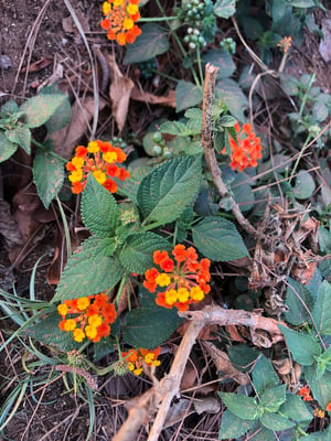 Photo 1 of Lantana camara