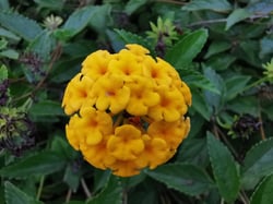 Photo 5 of Lantana camara