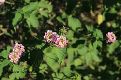 Photo 9 of Lantana camara