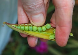 Photo 3 of Lathyrus latifolius