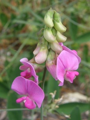 Photo 1 of Lathyrus latifolius