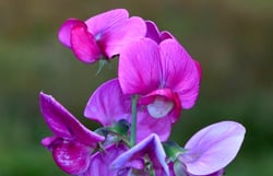 Photo 2 of Lathyrus latifolius