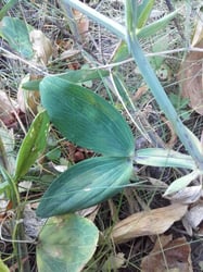 Photo 6 of Lathyrus latifolius