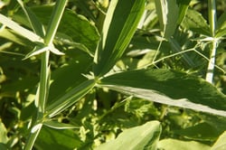 Photo 5 of Lathyrus latifolius