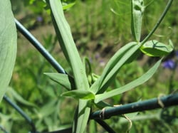 Photo 4 of Lathyrus latifolius