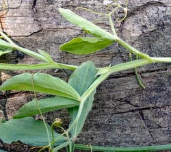 Photo 2 of Lathyrus odoratus