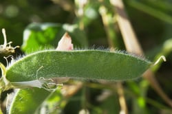 Photo 3 of Lathyrus odoratus